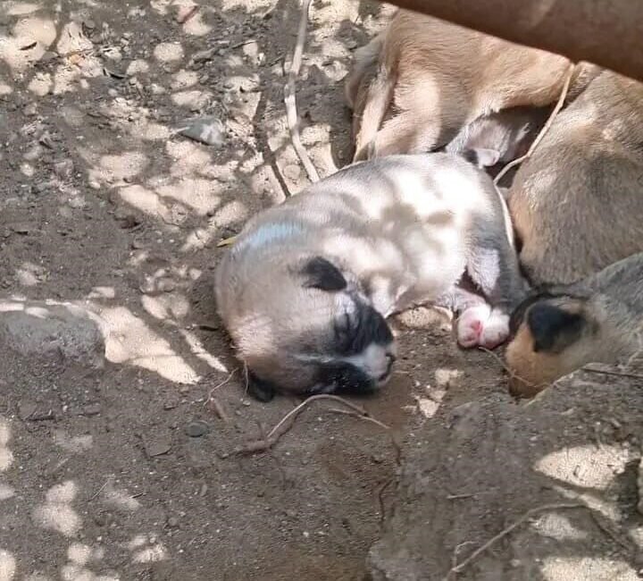 Hatay’ın Samandağ ilçesinde çalıların arasındaki boşluğa düşen yavru köpekleri, itfaiye