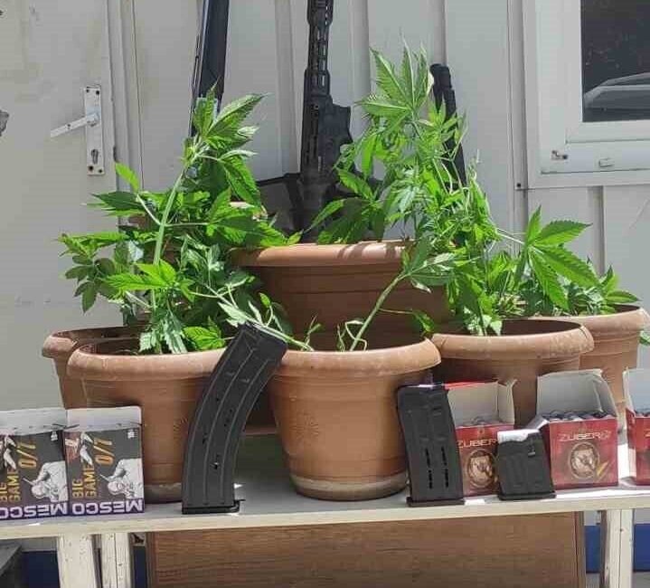Hatay’ın Defne ilçesinde bir ikamette yapılan aramada saksılar içerisinde Hint