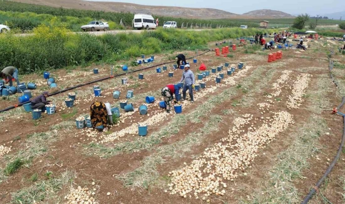 Hatay’ın Amik Ovası’nda soğan hasadı sürüyor. Kuraklığa ve don etkisine