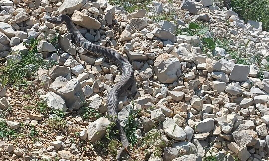 Türkiye’deki zehirli yılan türlerinden biri olan engerek Kahramanmaraş’ta da görüntülendi.