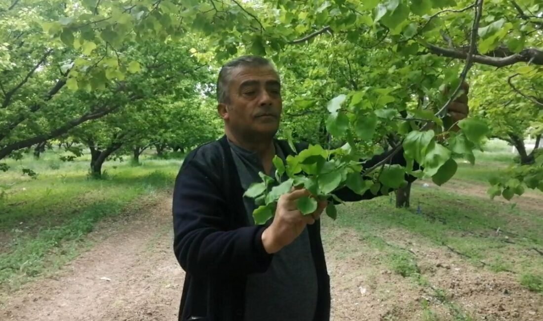 Isparta’nın Yalvaç ilçesine bağlı Aşağıkaşıkara köyünde nisan ayında yaşanan zirai