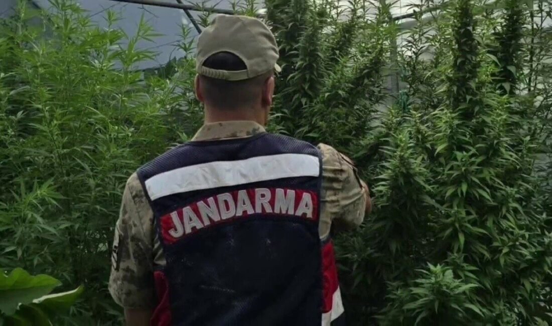 Hatay’da jandarma ekipleri, kenevir yetiştirilen seraya operasyon yaptı. Operasyonda yüzlerce