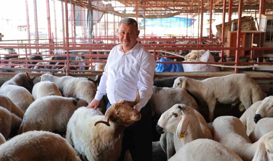 Ülke genelinde olduğu gibi Kahramanmaraş’ta da kurbanlık satışları başladı. Birçok