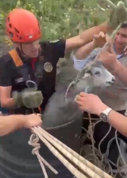 Kahramanmaraş’ta drenaj kuyusuna düşen keçi itfaiye ekiplerince kurtarıldı. Olay, Onikişubat
