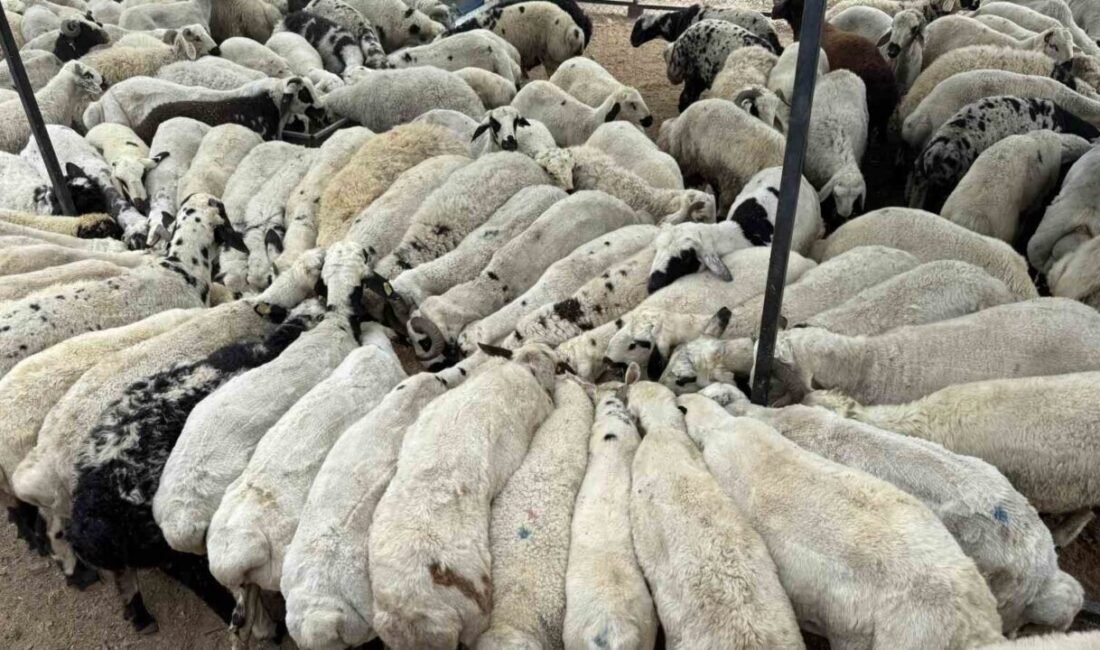 Adana’da kurbanlıklar satışa sunulurken uzmanlar yemin içerisine katılan tuz ve