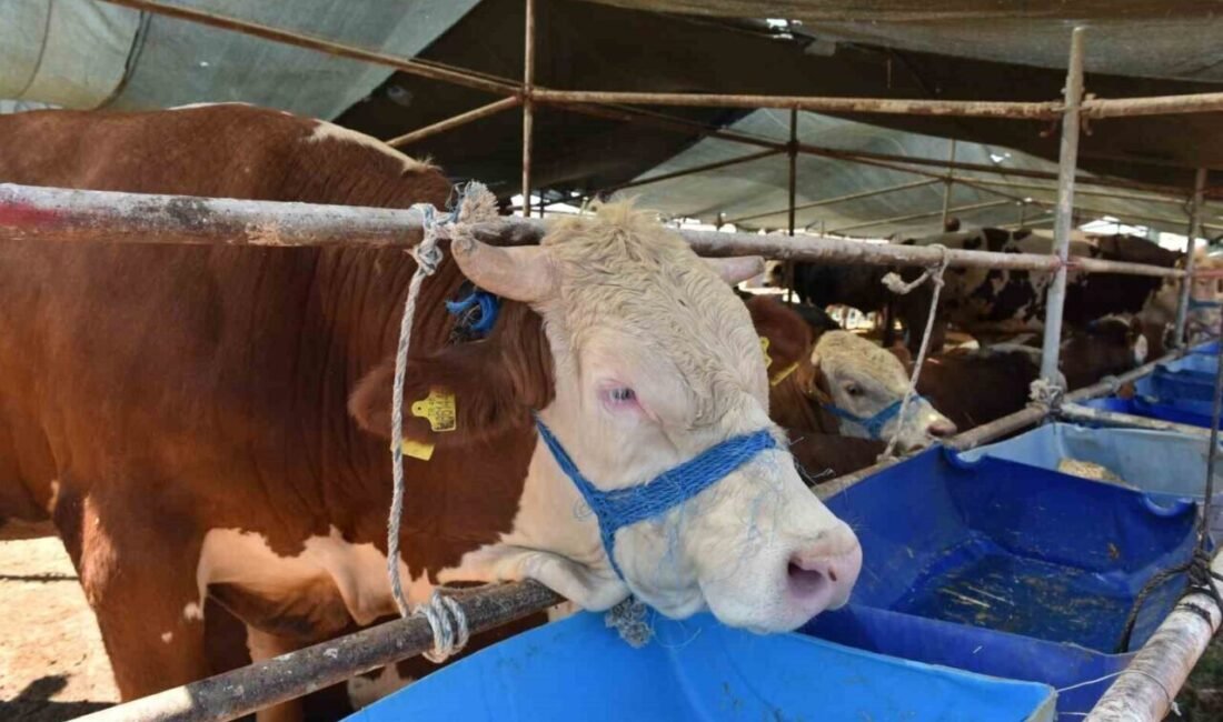 Kepez Belediyesi, yaklaşan Kurban Bayramı öncesinde ilçede iki ayrı noktada