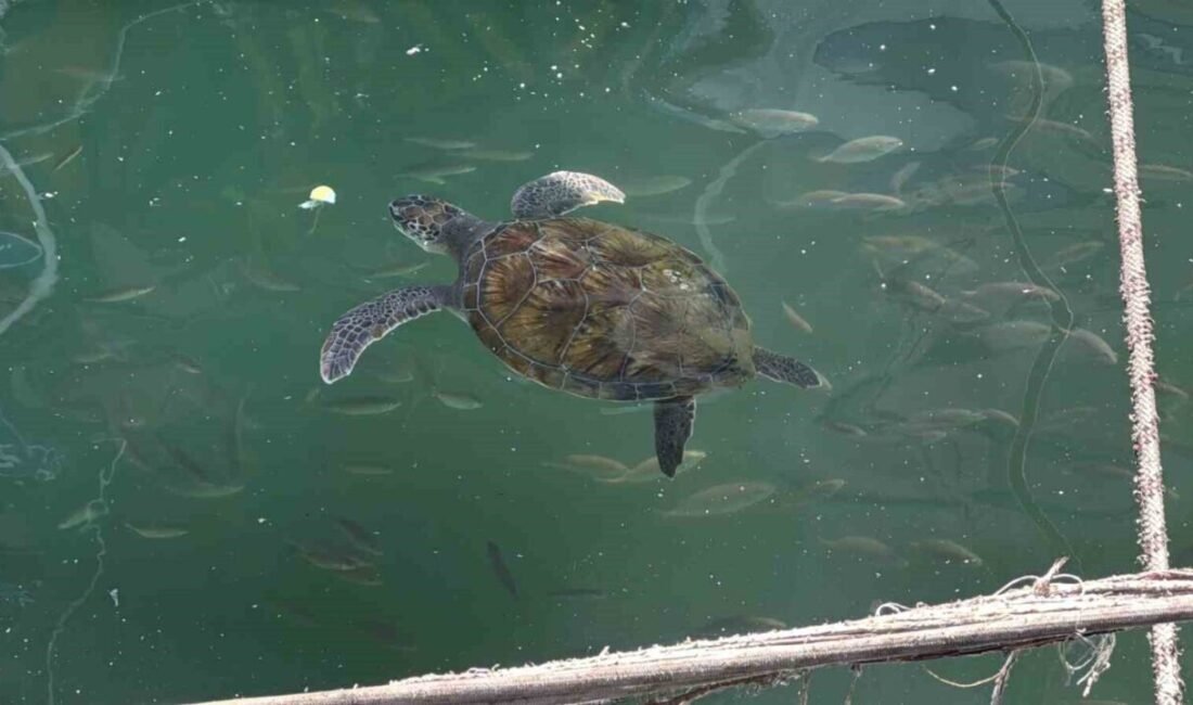Mersin’de yıllar boyunca vatandaşlar tarafından kolay beslenmeye alıştırıldığı için balıkçı