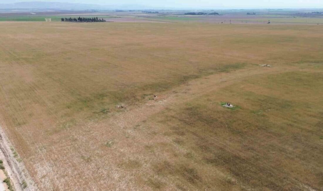 Hatay’da yaşanan kuraklıkla birlikte toprakta yarılmaların yaşandığı Amik Ovası’nda buğday
