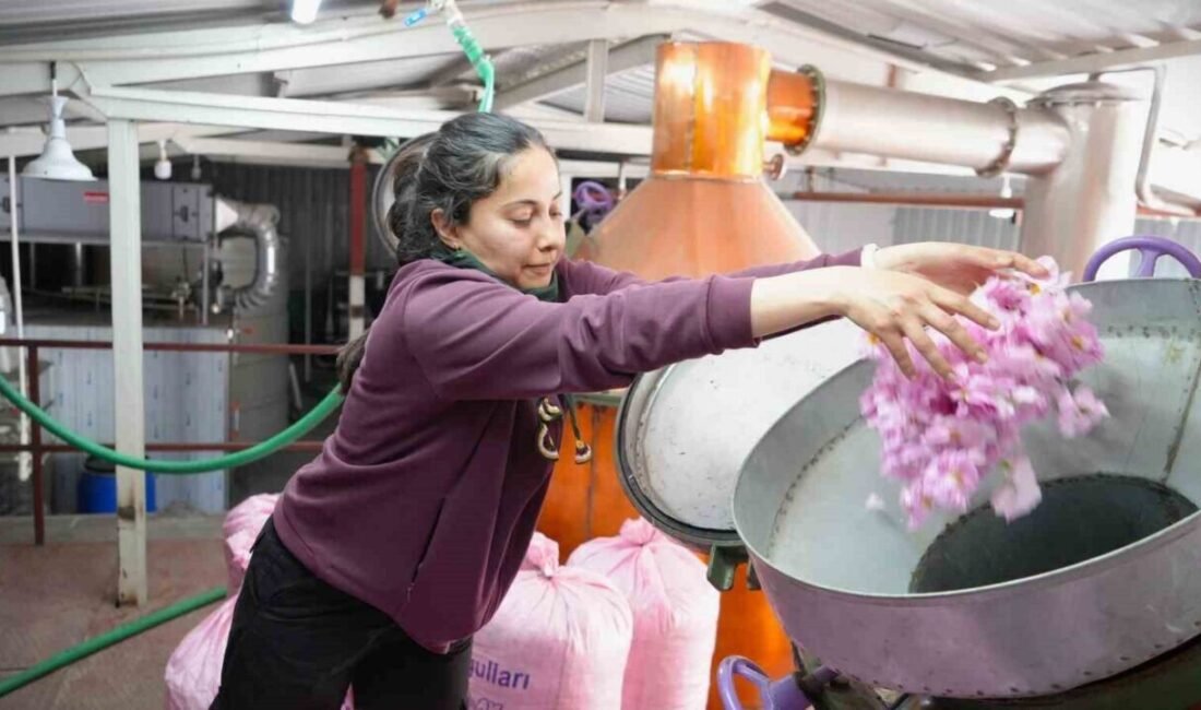 Burdur’un Karakent köyünde göl kenarında yapılan gül üretimi bu yıl