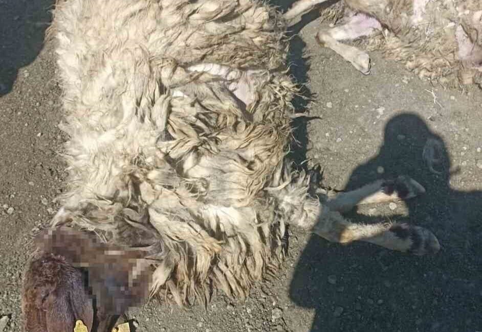 Burdur’un Karamanlı ilçesinde sabah saatlerinde kurtların bir ağıla saldırması sonucu