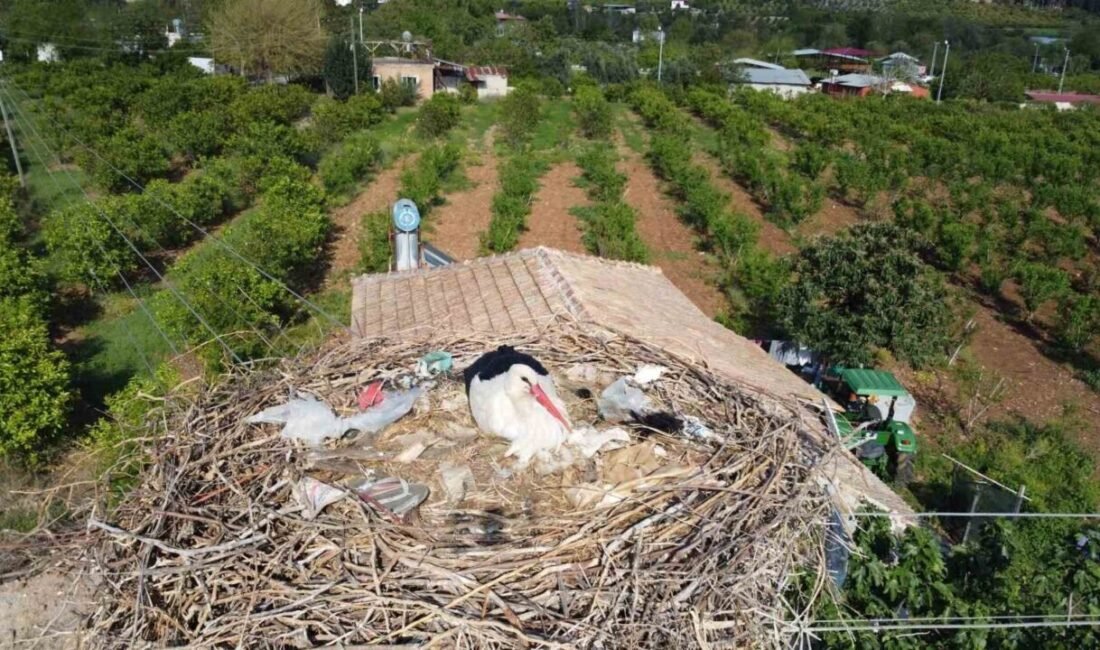 Adana’nın Kozan ilçesine 5 yıldır gelen leyleklerin, yuvaya taşıdığı çöpler
