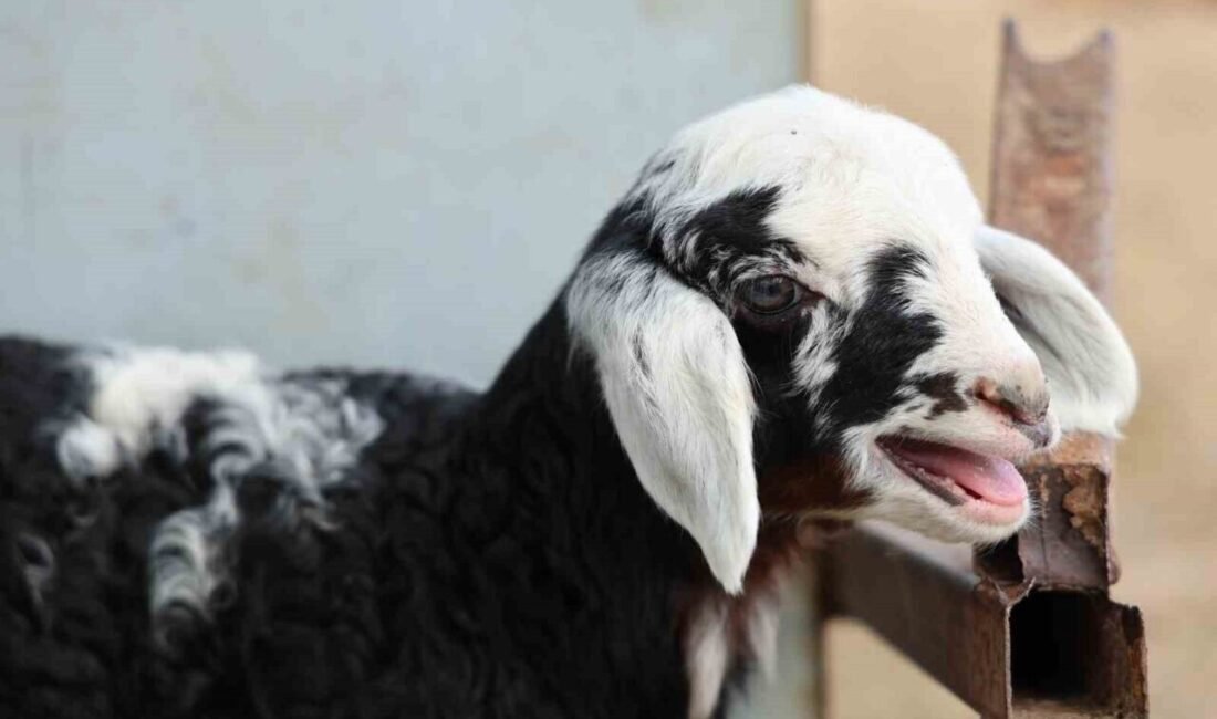 Adana’da mera alanına döküldüğü iddia edilen zehir gıdaları yiyen 77