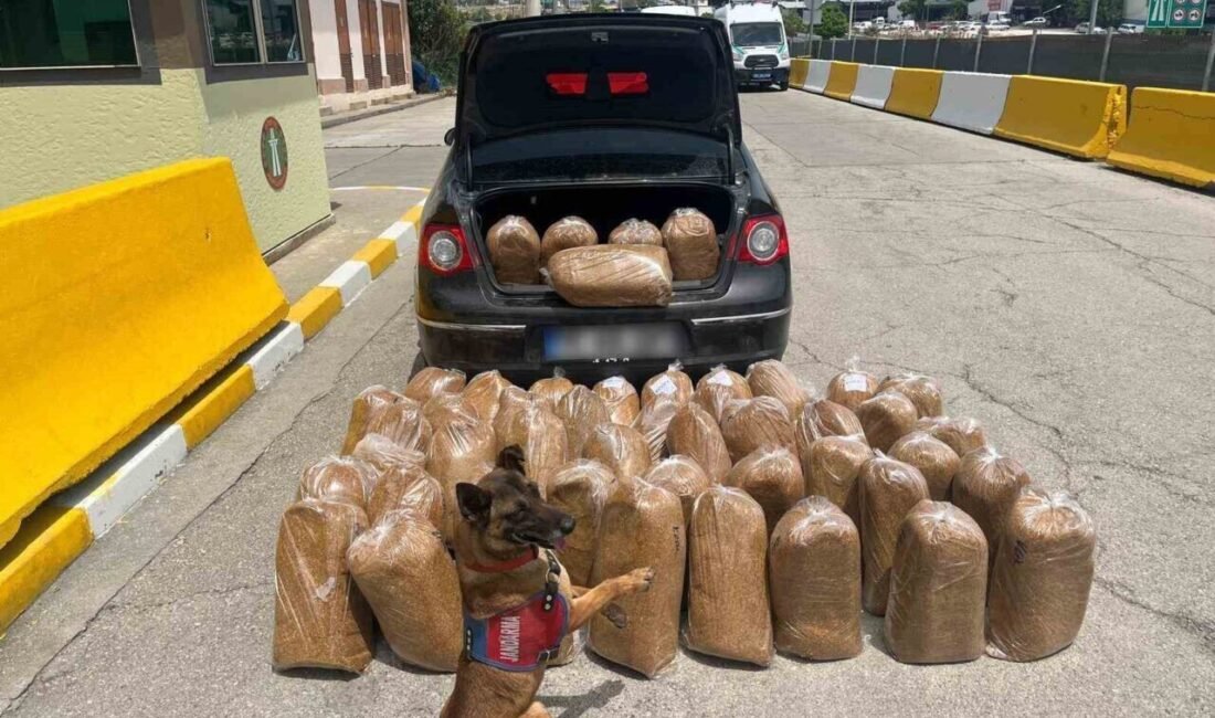 Mersin’de jandarma ekiplerince düzenlenen iki ayrı operasyonda, gümrük kaçağı tütün