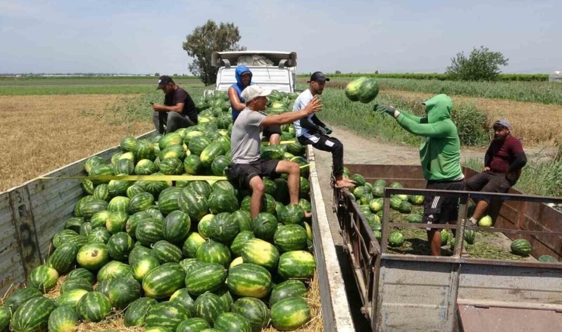 Mersin’de yaz ürünü karpuzun hasadına başlandı. Üretici zirai don ve
