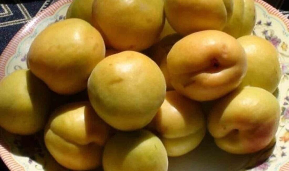 Mersin’in Mut ilçesinde ’Karacaoğlan Kayısı Kültür ve Sanat Festivali’nin 63’üncüsünün