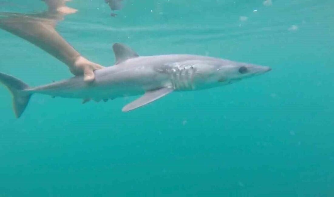 Mersin’de hobi olarak balık avlayan Çınar Küçük, oltasına takılan yaklaşık