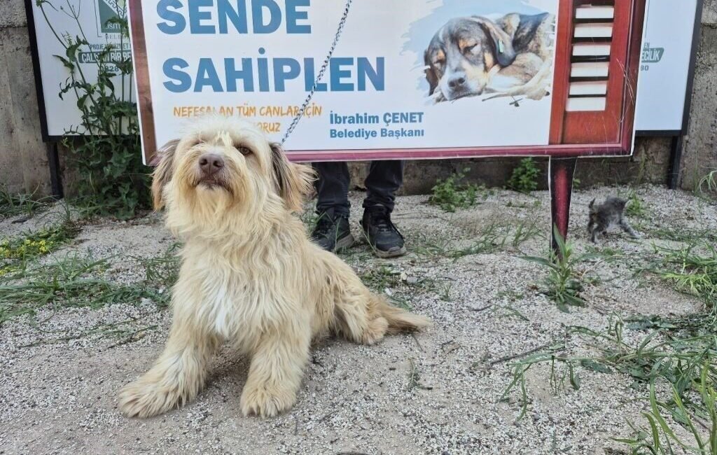 Osmaniye Belediyesi, sahipsiz sokak hayvanlarının yaşam şartlarının iyileştirilmesi adına çalışmalarını