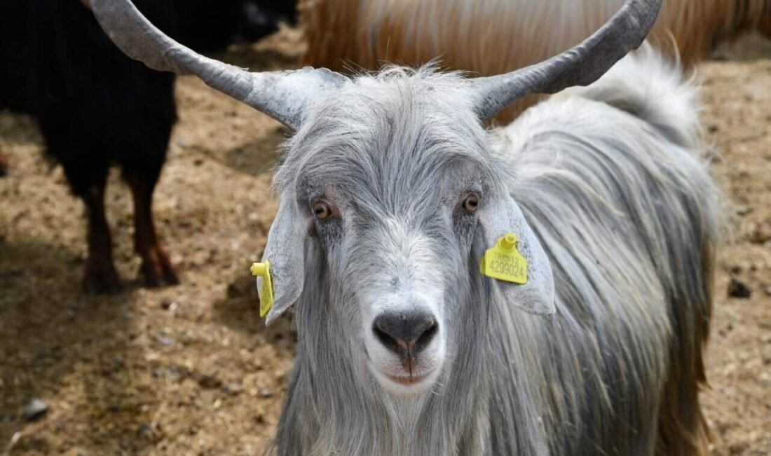 Osmaniye’de, yaklaşan Kurban Bayramı öncesi ekipler hayvan pazarlarında denetimlerini arttırdı.