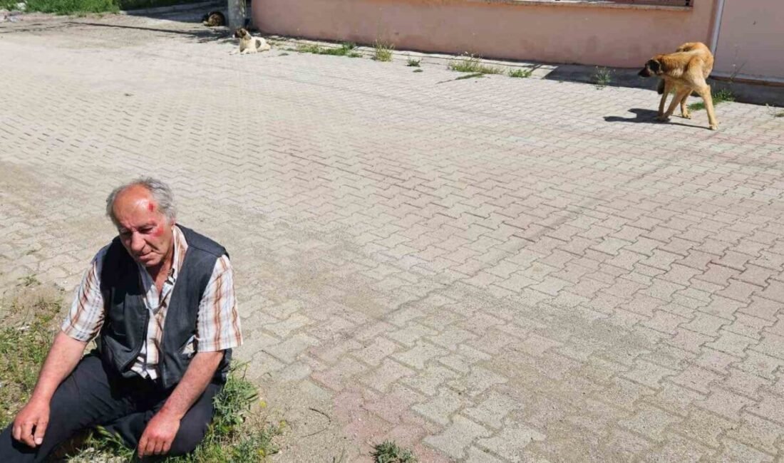 Burdur’un Yeşilova ilçesine bağlı Salda köyünde sokakta yürürken başıboş köpeklerin