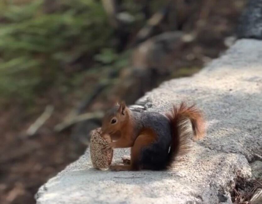 Osmaniye’nin Zorkun Yaylası’nda sincabın bayram kömbesi yerken vatandaşların cep telefonu