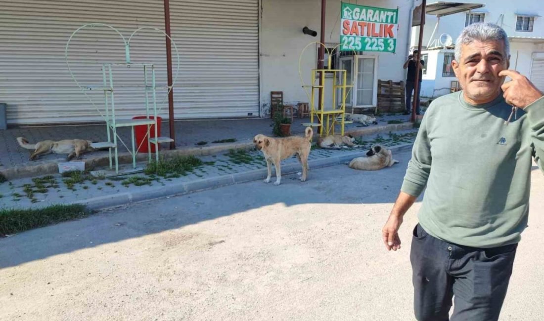 Adana’da birçok mahallede sokak köpekleri tehlike saçtığı için vatandaş Adana