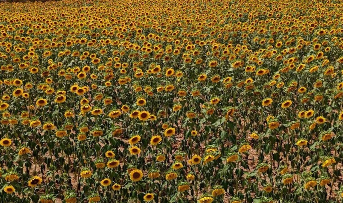 Adana’da halk arasında “günebakan” olarak da bilinen ayçiçekleri tarlaları sarıya