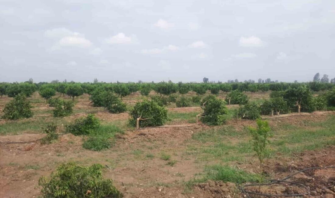 Mersin’in Tarsus ilçesinde 460 ağaç kimliği belirsiz kişilerce kesildi. Alınan