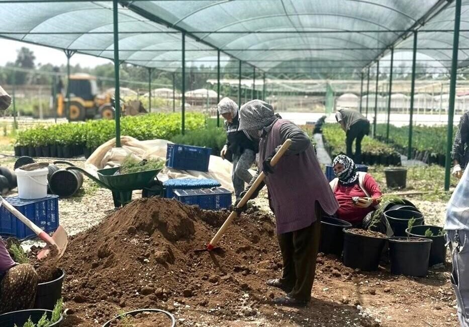 Mersin’in Tarsus ilçesinde Karabucak endüstriyel sahaları için ’klonal okaliptus’ fidanı
