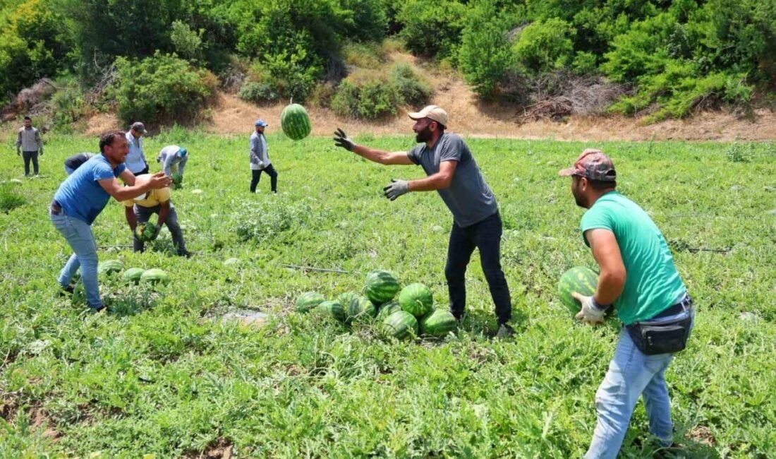 Türkiye’nin karpuz ihtiyacının yüzde 25’ini tek başına karşılayan Adana’da coğrafi