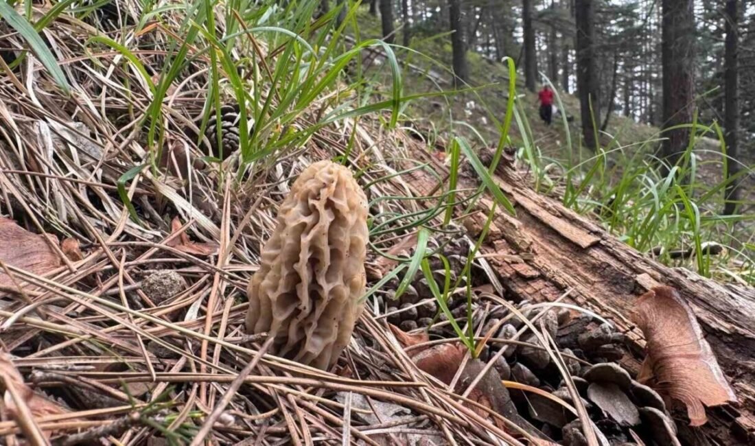 Mersin’de Toros Dağları’nın eteğinde kendiliğinden yetişen ve bölgede yaşayanların ’göbelek’