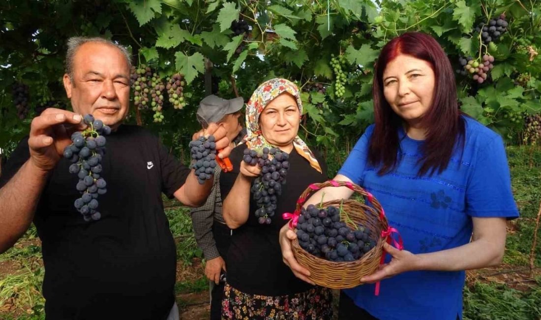 Türkiye’nin yaş sebze ve meyve üretiminde ilk sıralarda yer alan
