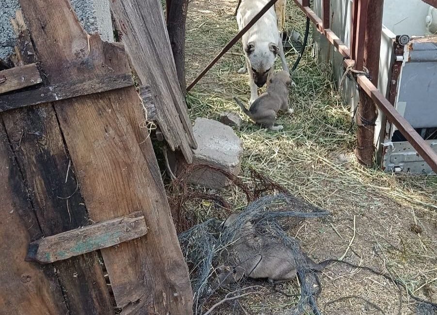Hatay’da kuyuya düşen yavru köpekler itfaiye ekipleri tarafından kurtarıldı. Ekiplerin