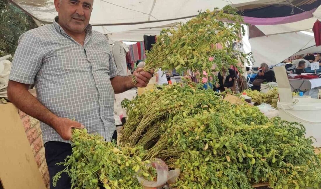 Kahramanmaraş’ta yetiştirilen ürünlerden yörede nohut firiği olarak bilinen ’yeşil nohut’