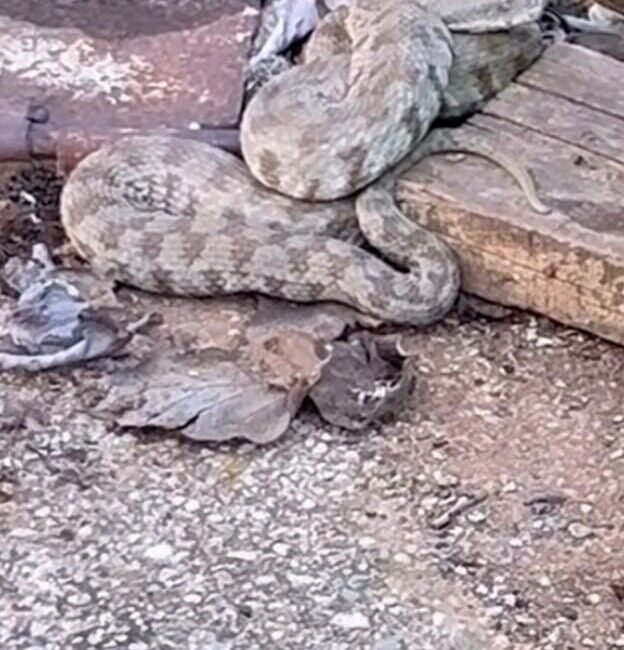 Adana’da havaların ısınmasıyla birlikte canlanan doğada yılanlar da ortaya çıkmaya