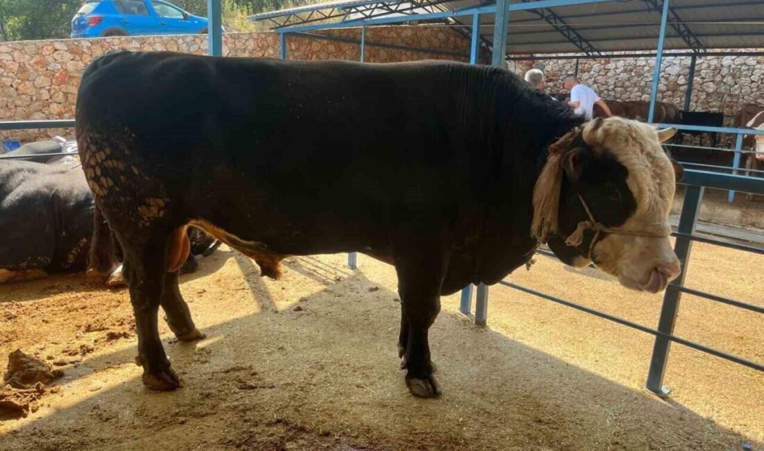 Antalya’nın Alanya ilçesinde 1 ton 300 kilogramlık tosun 430 bin