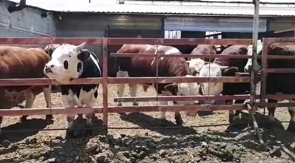 Isparta’nın Sav Kasabası’nda yaşayan bir vatandaş, her yıl olduğu gibi