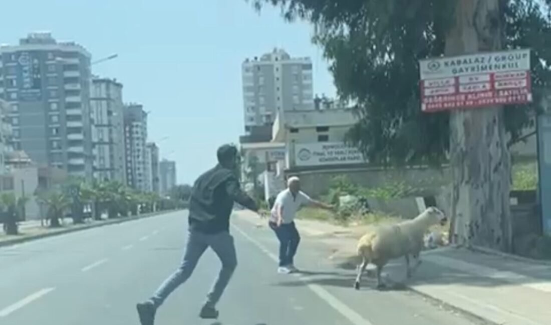 Adana’da Kurban Bayramı’nın ilk gününde kesimden kaçan koyun ve keçiler