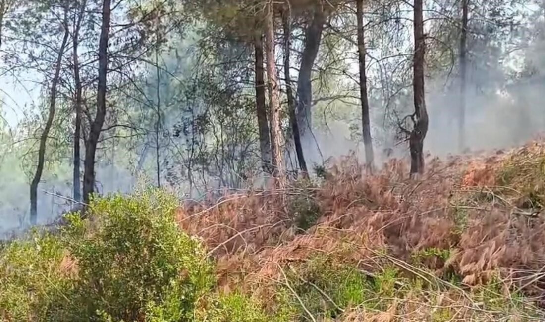 Adana’nın İmamoğlu ilçesine bağlı Elifçiler Mahallesi’nde çıkan orman yangını, ekiplerin