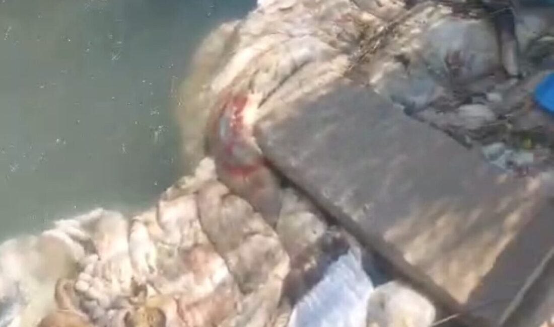 Adana’nın Yüreğir ilçesinde sulama kanalları Kurban Bayramında kurban sakatat ve