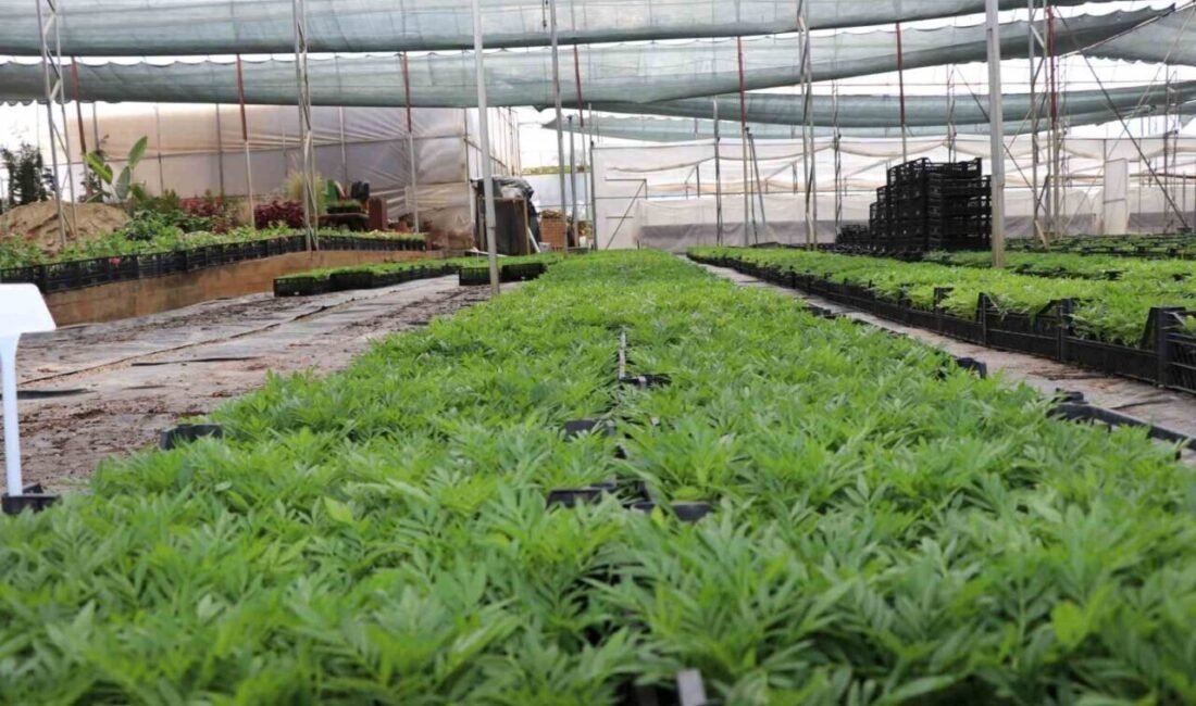 Alanya Belediyesi, geleneksel hale getirdiği mevsimlik ve çok yıllık çiçek