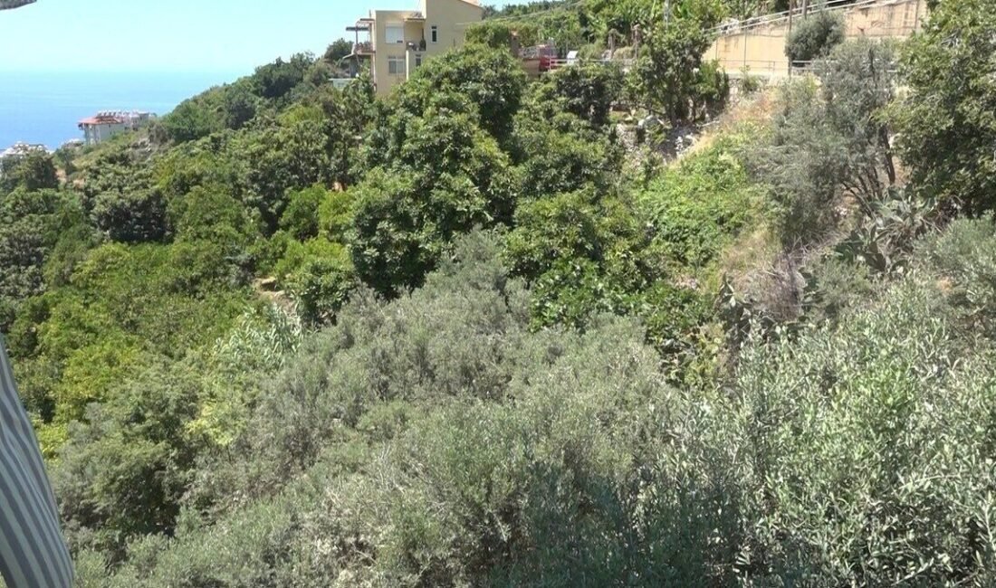 Antalya’nın Alanya ilçesinde sokak kedisi ile yılan arasında yaşanan ilginç