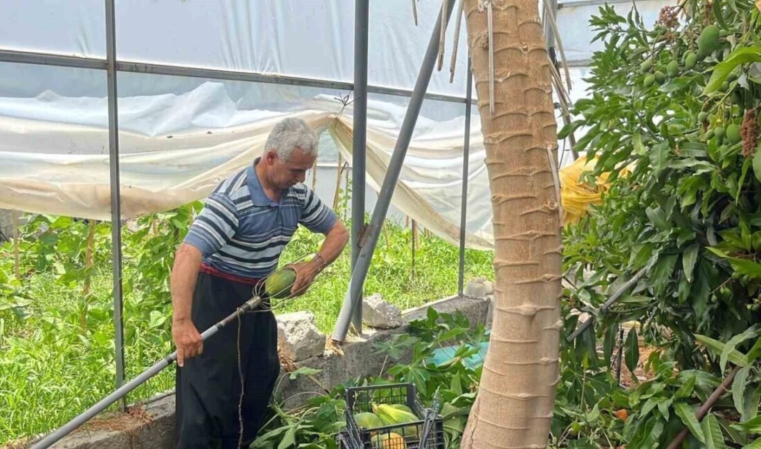 Türkiye’nin tropikal meyve üretiminde önemli bir merkez haline gelen Antalya’nın