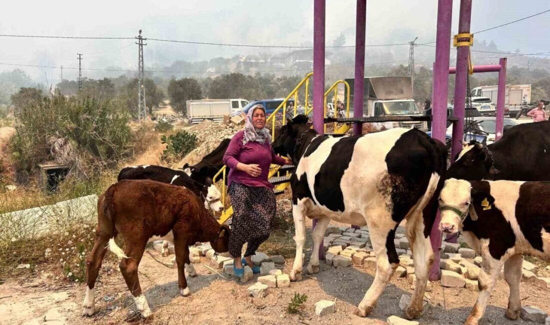 Alevlerin sıçradığı ahırından ekiplerin yardımıyla hayvanları kurtardı Hatay’da yaşanan orman yangını ahırına sıçrayan Müzeyyen Doğru, hayvanlarını ekiplerin