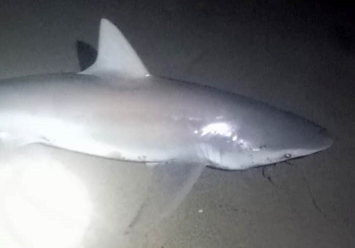 Mersin’in önemli turizm bölgelerinden Taşucu’nda kıyıdan amatör olarak avlanan Durmuş