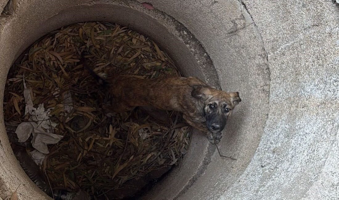 Hatay’da 3 metrelik kuyuya düşen köpeği itfaiye ekipleri kurtardı. Antakya