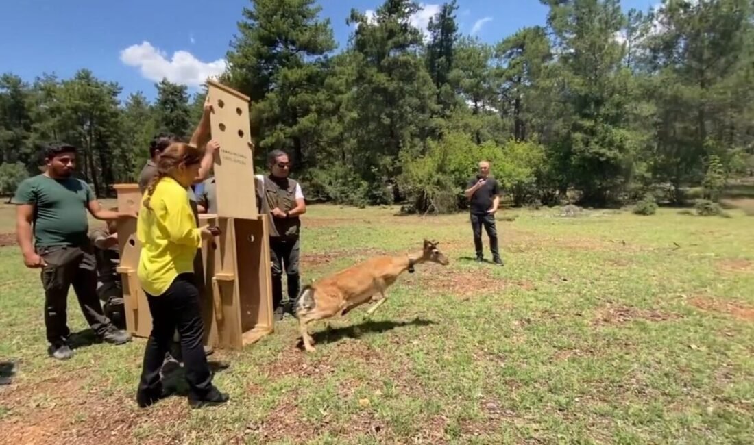 Alageyiklerin yeni yaşam alanlarının tespiti amacıyla yürütülen proje kapsamında, 5