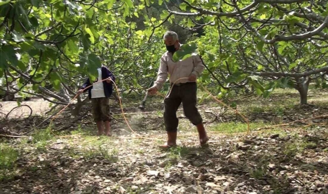 Antalya’nın İbradı ilçesinde incir bahçeleri yeni sezona hazırlanıyor. İlçeye bağlı