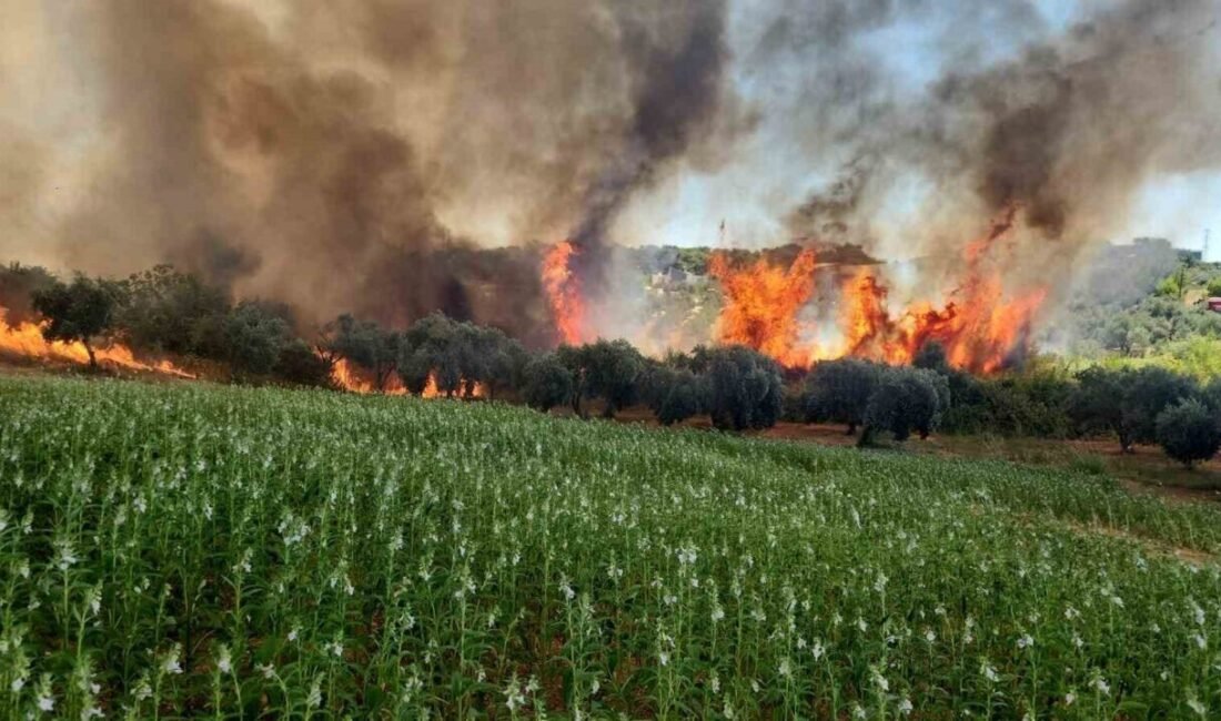 Antalya’nın Aksu ilçesine bağlı Hacıaliler Mahallesi’nde ormanlık ve kırsal alanda
