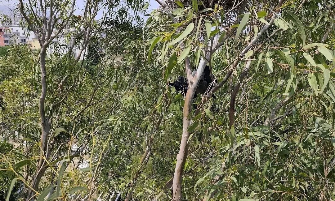 Hatay’ın Arsuz ilçesinde ayağına ip dolanarak ayakta mahsur kalan karganın