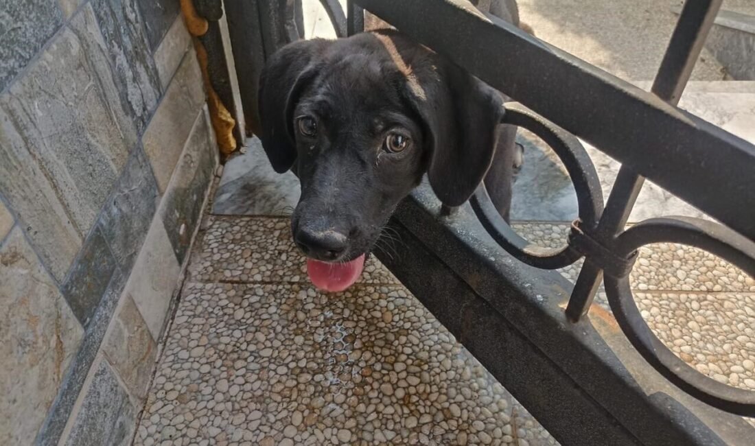 Hatay’da kafasını demir korkuluğa sıkıştıran köpeği itfaiye kurtardı. Arsuz ilçesi